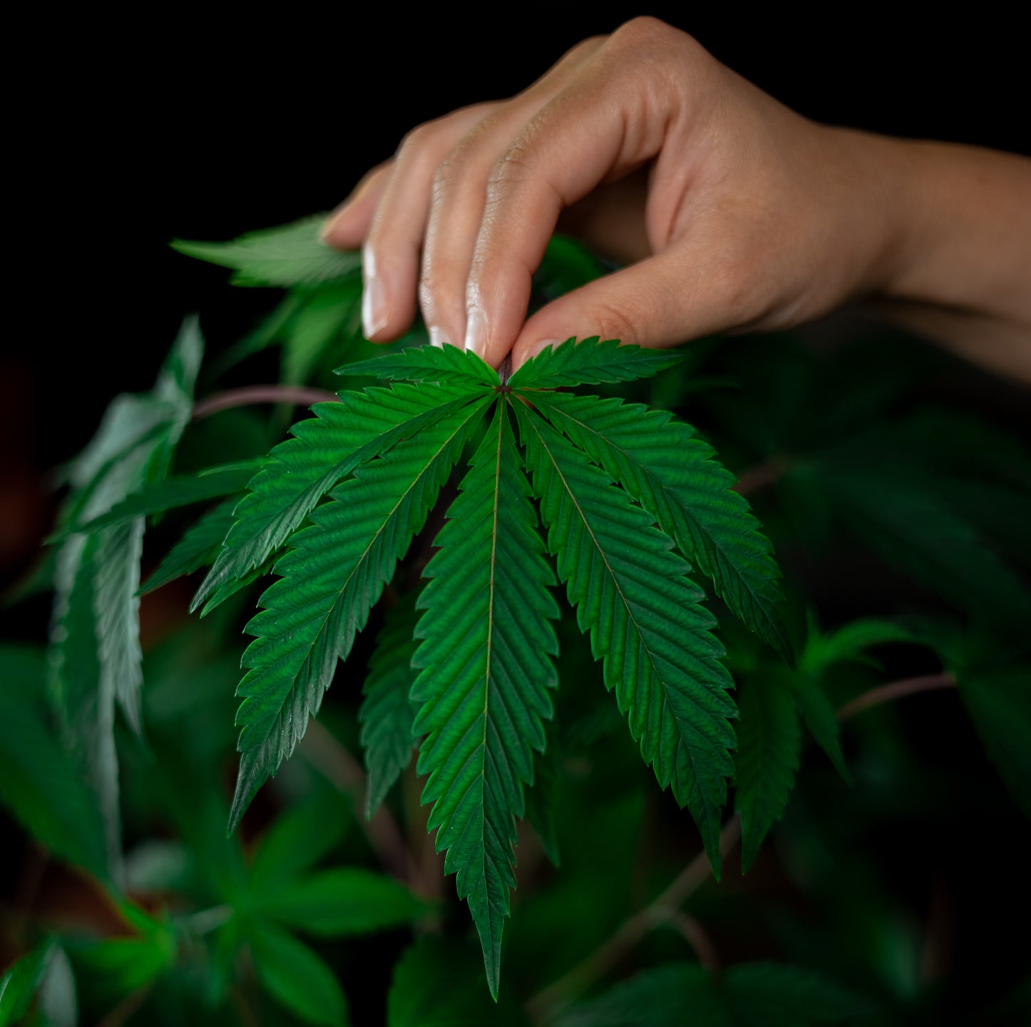 CANNABIS CEREMONY | WOMEN'S | DECEMBER